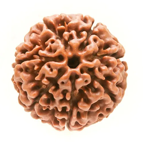 7 MUKHI RUDRAKSHA