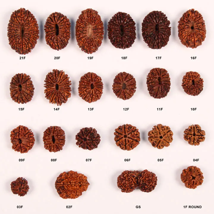 Rudraksha